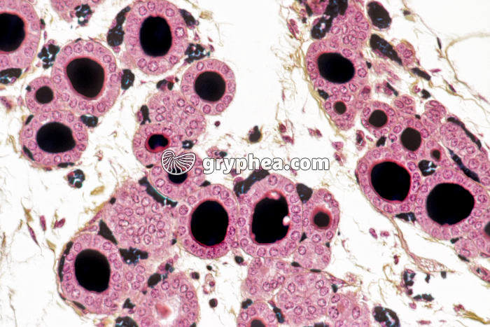 Thyroïde x100 - gryphea.com